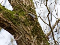 Boomklever  20200316  Dingeind