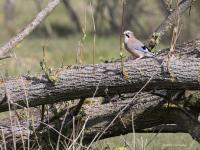 Gaai  20210424  De Reten