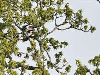 Gaai  20210514  Klein Zundertse Heide