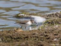 Oeverloper  20200519  Wissenkerken