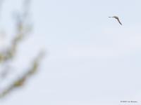 Oeverzwaluw  20210429  Boontuinen Mortelbeek