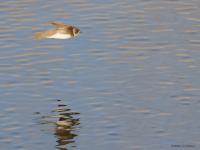 Oeverzwaluw  20210429  Boontuinen Mortelbeek