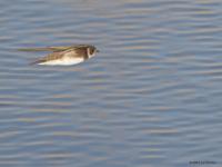 Oeverzwaluw  20210429  Boontuinen Mortelbeek