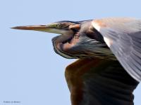 Purperreiger  20210531  Zouweboezem