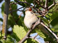 Rietzanger  20210531  Zouweboezem