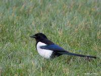 Ekster  20200218  Weidepracht Klein Zundert