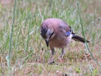 Gaai  20210530  Klein Maalbergen