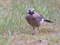 Gaai  20210530  Klein Maalbergen