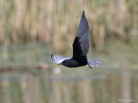 Witvleugelstern  20210531  Zouweboezem