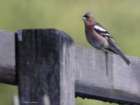 Vink  20210507  Meersekdreef
