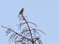 Vink  20211029  De Reten