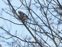 Gaai  20211207  De Vrunten