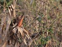 Vink  20211222  Maxburg