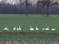 Kleine zwaan  20220106  De Pannenhoef