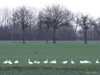 Kleine zwaan  20220106  De Pannenhoef