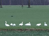 Kleine zwaan  20220106  De Pannenhoef