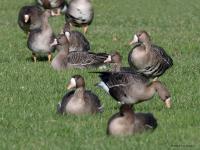 Kolgans  20220207  De Matjens