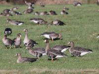 Kolgans  20220207  De Matjens