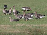 Kolgans  20220207  De Matjens