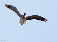 Kolgans  20220207  De Matjens