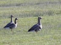 Kolgans  20220207  De Matjens