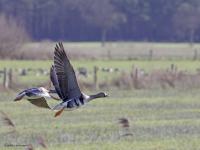 Kolgans  20220207  De Matjens