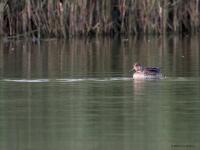 Wintertaling  20210922  Zeeland Colijnsplaat