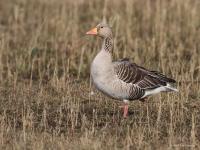 Grauwe gans  20110312  Maatjes