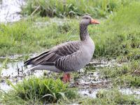 Grauwe gans  20220301  Regte Heide