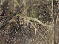 Grauwe gans  20220317  Krochten