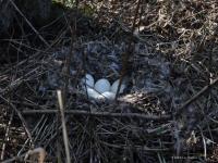 Grauwe gans  20220317  Krochten