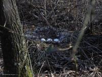 Grauwe gans  20220317  Krochten