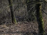 Grauwe gans  20220317  Krochten