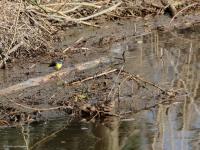 Grote gele kwikstaart  20220314  Meerseldreef