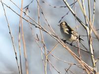 Vink  20220304  Regte Heide