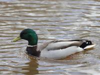 Wilde eend  20220314  Meerseldreef