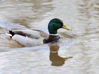 Wilde eend  20220314  Meerseldreef