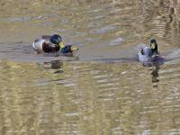 Wilde eend  20220314  Meerseldreef