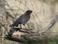 Merel  20220323  Wissenkerke