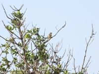 Rietzanger  20220422  Molenplaat BoZ