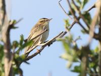 Rietzanger  20220422  Molenplaat BoZ