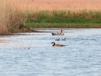 Zomertaling  20220422  Molenplaat BoZ