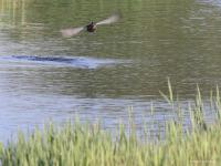 Zomertaling  20220422  Molenplaat BoZ