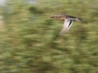 Zomertaling  20220422  Molenplaat BoZ