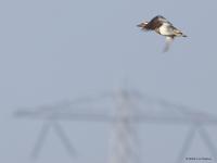 Zomertaling  20220422  Molenplaat BoZ