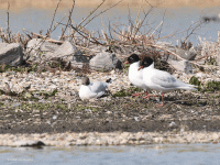 Zwartkopmeeuw  20220323  Oesterdam Schakerlooppolder