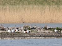 Zwartkopmeeuw  20220323  Oesterdam Schakerlooppolder