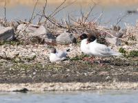 Zwartkopmeeuw  20220323  Oesterdam Schakerlooppolder