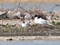 Zwartkopmeeuw  20220323  Oesterdam Schakerlooppolder