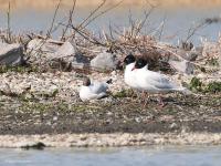 Zwartkopmeeuw  20220323  Oesterdam Schakerlooppolder